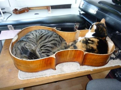 Katzen im Cello